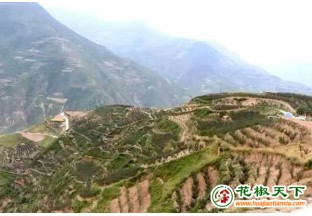 甘肃文县：花椒产业绘就新乡村 ()