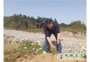 湖南花椒种植帮扶乡村振兴 ()