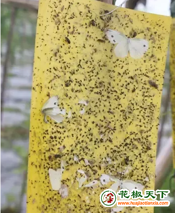 图片2