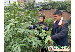 重庆江津：“小花椒”撑起致富“一片天” ()