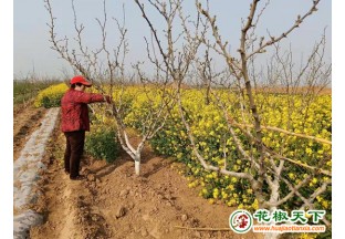汤阴菜园：小花椒铺就致富路 ()