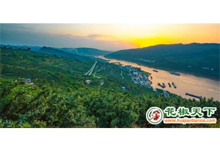 丰都花椒产业助推农民增收 ()