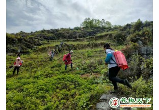 重庆彭水：千亩花椒管护忙 ()