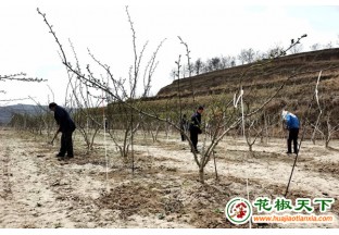 张家川县花椒产业助力乡村振兴 ()