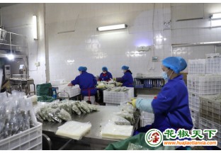 重庆江津保鲜花椒畅销全国 ()