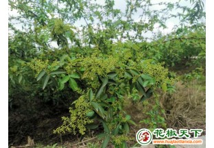 自贡市青花椒长势喜人 ()