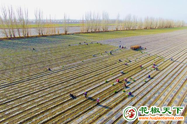 积石山县：多措并举为花椒产业保驾护航 ()