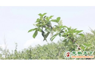 贵州关岭：花椒让石山变金山 ()