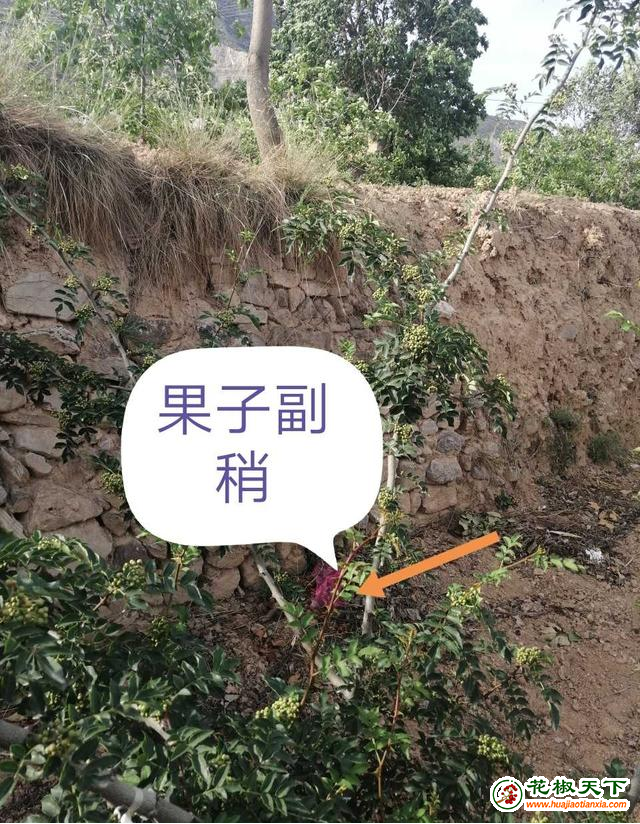 图片4