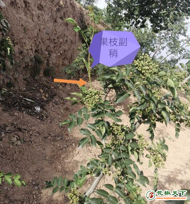 图片3