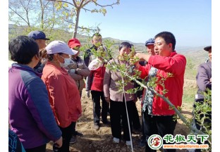 秦安县花椒丰产技术送下乡 ()