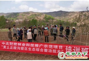 甘肃植保专家下乡 开展花椒丰产技术培训 ()