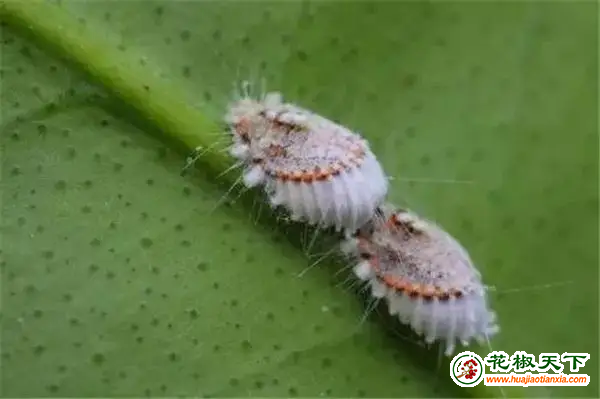 图片2