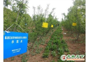 西安开展花椒病虫害防治工作 ()