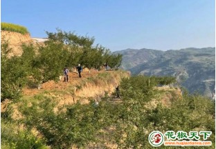 陇南礼县：小花椒为乡村振兴添砖加瓦 ()
