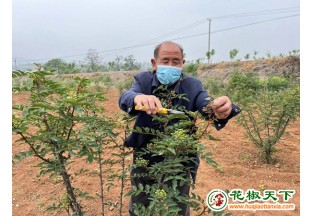 河南禹州花椒树让荒地变宝地 ()