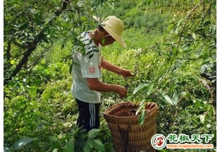 永善花椒变身摇钱树 ()