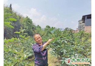 重庆江津53万亩青花椒丰收在即 ()