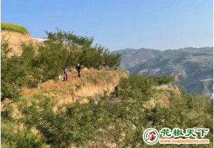 甘肃礼县小花椒种出致富路 ()