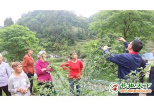 贵州习水科技送下乡 提高花椒产量 ()