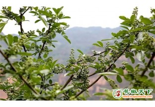 云南会泽12万亩青花椒丰收在望 ()