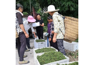 达州花椒喜迎丰收 ()