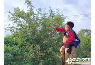 湖北宜昌：小花椒铺就致富路 ()