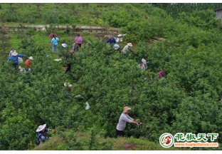 四川内江青花椒收获在即 ()