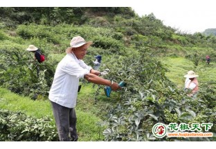 花椒产业助农增收 ()