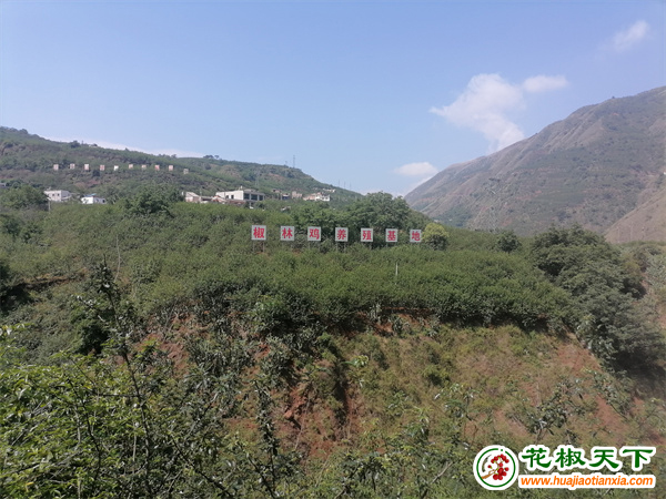 图片1