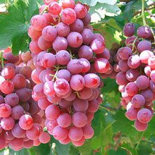 葡萄品种-红富士葡萄