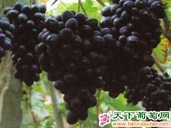 葡萄品种-摩尔多瓦葡萄