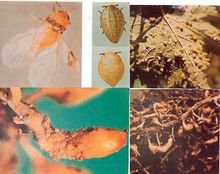 葡萄虫害-根瘤蚜