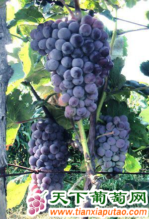 葡萄品种-蜜汁葡萄
