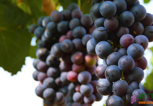 弥勒：葡萄“酿造”的醉人产业 ()