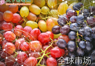 全球葡萄市场现状报告 ()