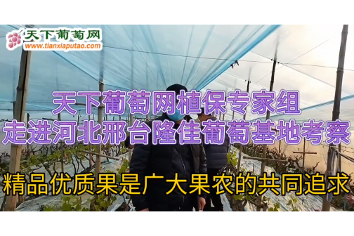 河北邢台夏黑葡萄已至花期