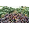 山东金乡万亩大棚鲜葡萄常年6月大量上市