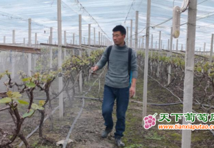 安徽蒙城：葡萄带动农民增…