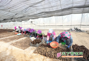 河北怀来县：葡萄园里育苗…