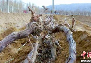 新疆：11万亩葡萄脱去“冬…